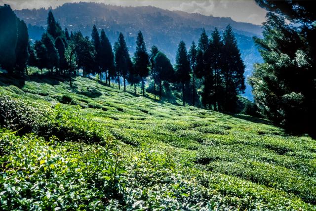 Tea plantation in Darjeeling