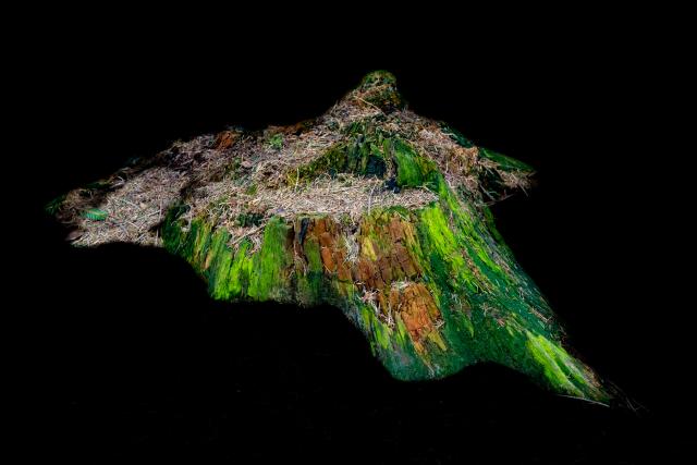 NFT: NFT: Glowing moss on a tree stump