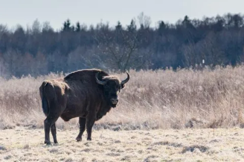 Białowieża: The last free bisons