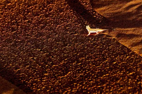 Lizard in the Namib Desert