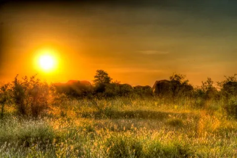 Herd of elephants at sunset