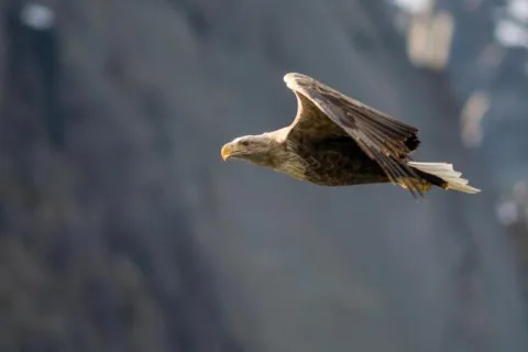 White-tailed eagles over the Trollfjord