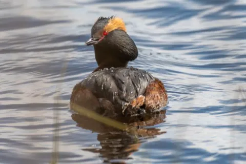 Ohrentaucher (Podiceps auritus) im Naturschutzgebiet Ålsjön