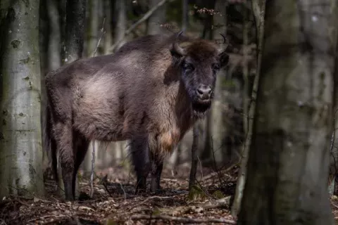 European bison on Bornholm