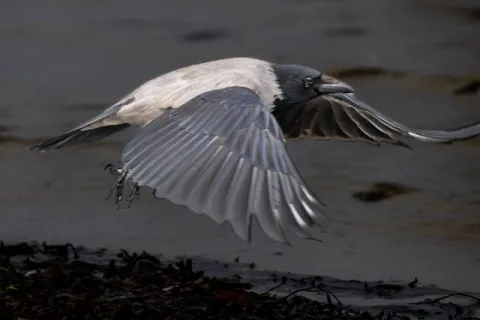 Hooded crow in flight along the Baltic Sea coast in the evening