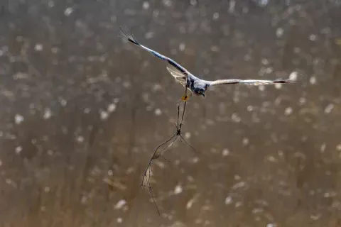 Rohrweihe mit Baumaterialien im Flug