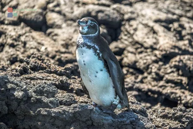 Galapagos penguin