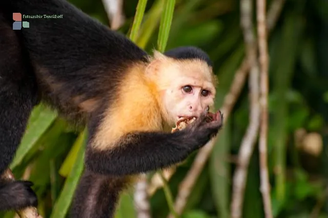 Panama-Kapuzineraffe am Panamakanal