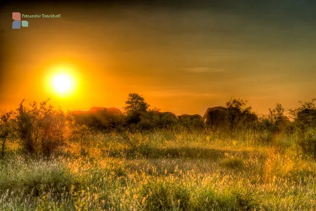 Elefantenherde beim Sonnenuntergang