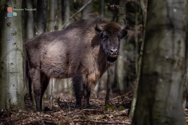 European bison on Bornholm