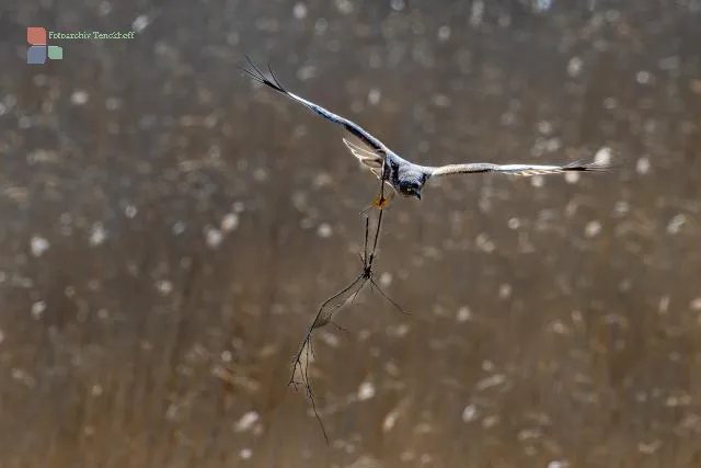 Marsh Harrier with building materials in flight