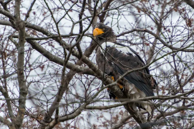 Steller's Sea Eagle on Hokkaido