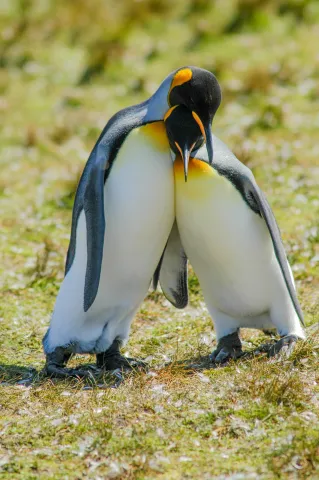 King penguin at Volunteerpoint, east island of the Falklands