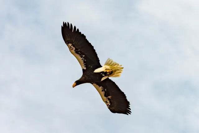 Riesenseeadler auf Hokkaido in Japan