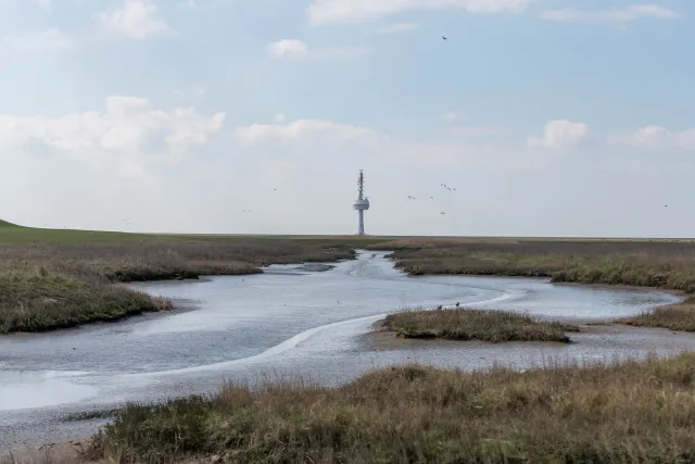 Ein Pril in den Salzwiesen der Insel Neuwerk