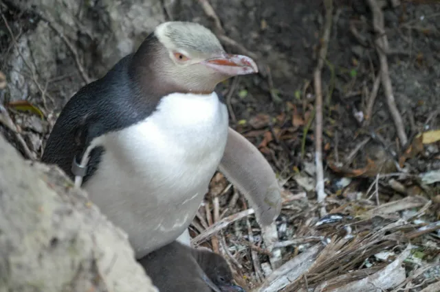 Yellow-eyed penguins in Omaru, New Zealand