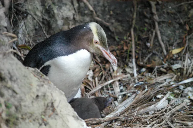 Yellow-eyed penguins in Omaru, New Zealand