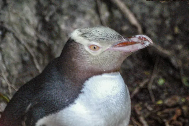 Gelbaugenpinguine in Omaru, Neuseeland