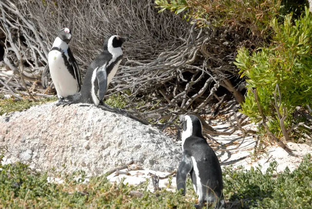 Brillenpinguine am "Boulders Beach" in Südafrika