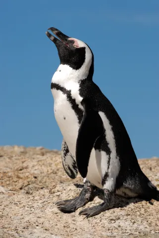 Brillenpinguine am "Boulders Beach" in Südafrika