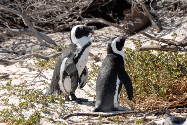 Brillenpinguine am "Boulders Beach" in Südafrika