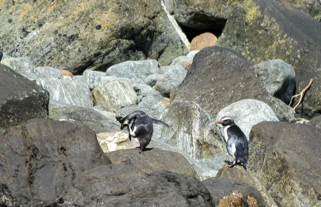 Fiordland penguins on the South Island of New Zealand