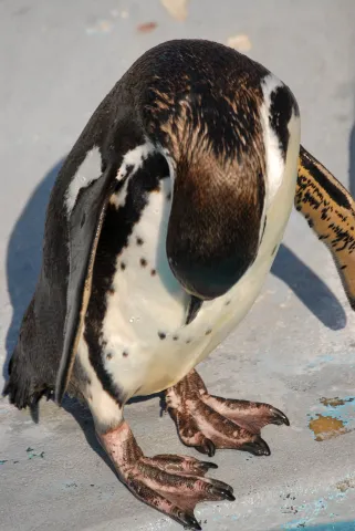 Humboldt penguin (With the kind permission of the Cologne Zoo)