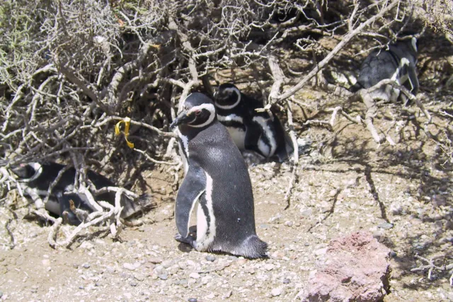 Magellan-Pinguine in Argentinien