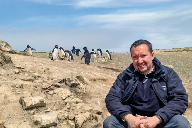 The rockhopper penguin colony on Pebble Island, one of the Falkland Islands