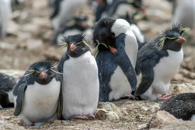 The rockhopper penguin colony on Pebble Island, one of the Falkland Islands