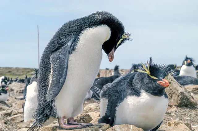 The rockhopper penguin colony on Pebble Island, one of the Falkland Islands