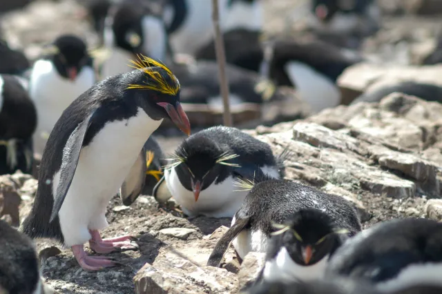 Macaroni Penguin on Pebble Island