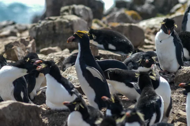 Goldschopfpinguine auf Pebble Island