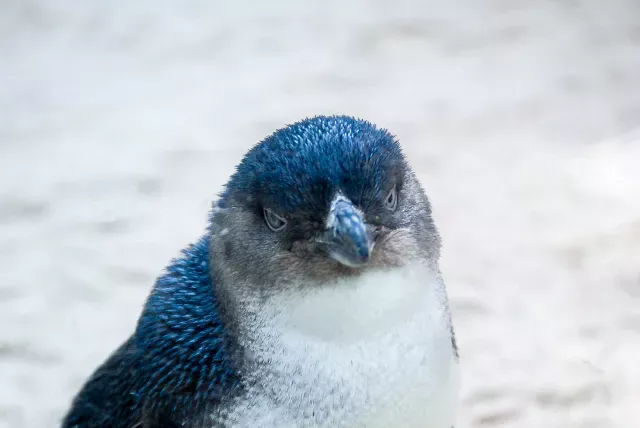 Zwergpinguin - mit freundlicher Genehmigung des Kölner Zoos