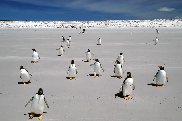 Eselspinguine am Volunteer Point, Ostfalkland