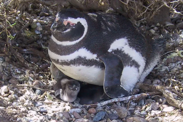 Magellanic penguins in Argentina