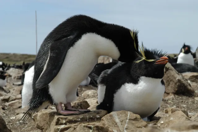 Die Felsenpinguinkolonie auf Pebble Island, eine der Falklandinseln