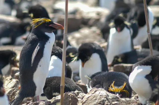 Goldschopfpinguine auf Pebble Island