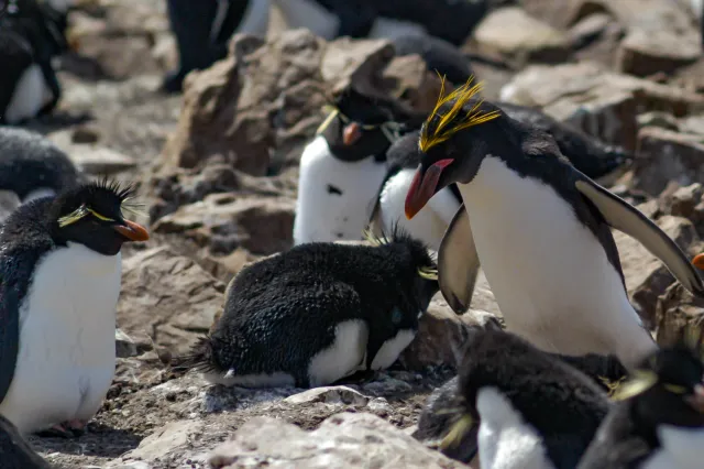 Goldschopfpinguine auf Pebble Island