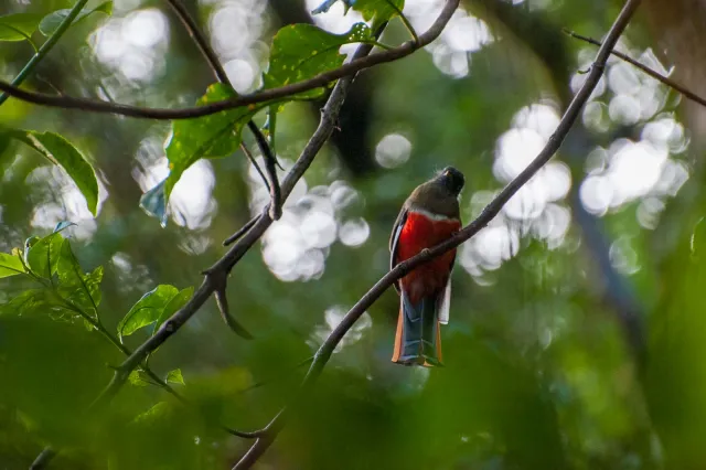 Bar-tailed trogon in the Boquete jungle, Panama