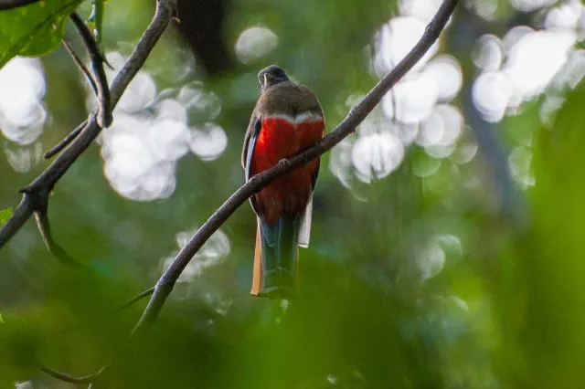 Bergtrogon im Urwald von Boquete, Panama