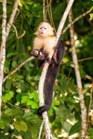 Panamanian white-faced capuchin on the Panama Canal