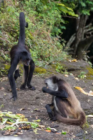 Geoffroy spider monkey on the island of Mono Arana in Lake Catemaco