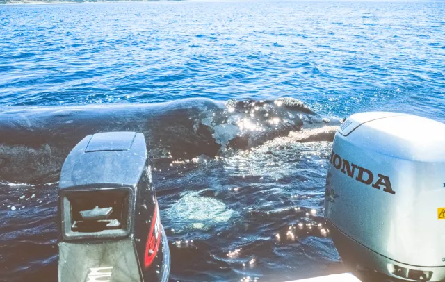 Whale watching in Piramides Bay, Valdes