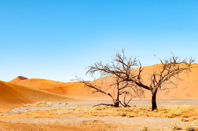 Dead camel thorn trees in Deadvlei