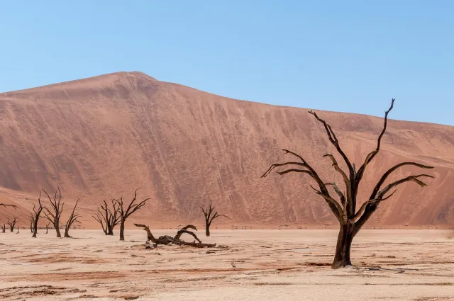 Dead camel thorn trees in Deadvlei