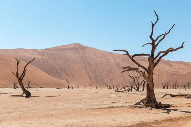 Dead camel thorn trees in Deadvlei