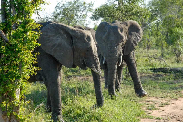 Elephants in Swaziland