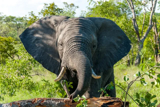 Elephants in Swaziland