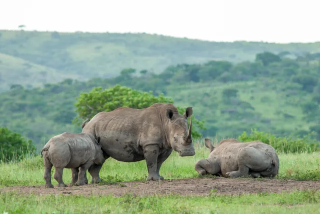 White rhinos in South Africa